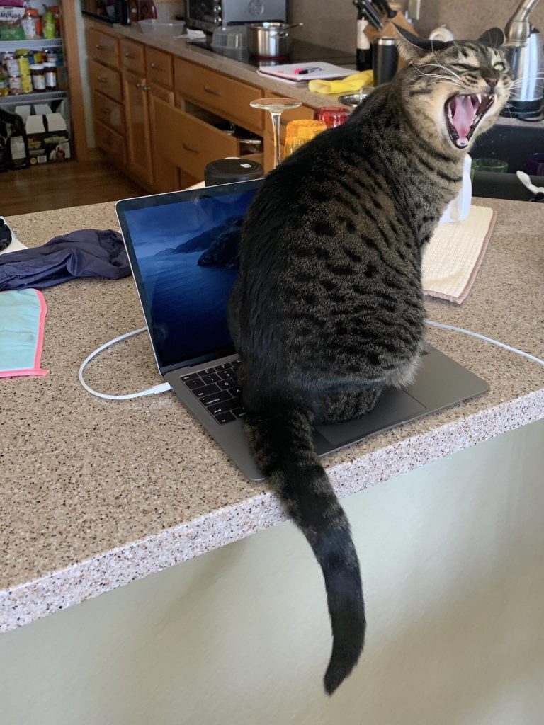 cat sits on laptop keyboard