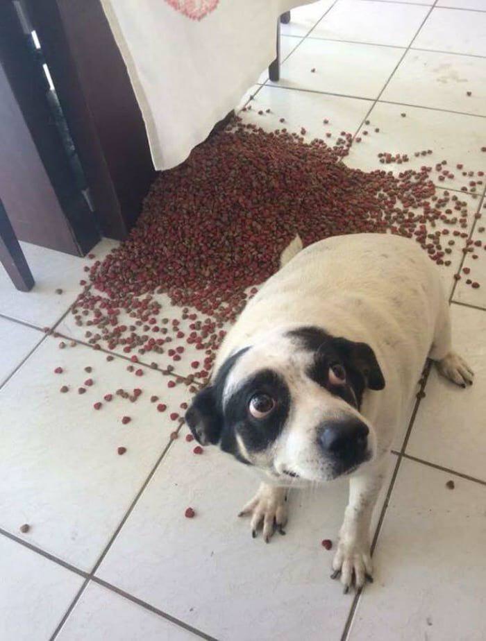 dog with spilled food