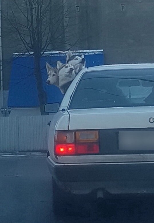 three dogs in car