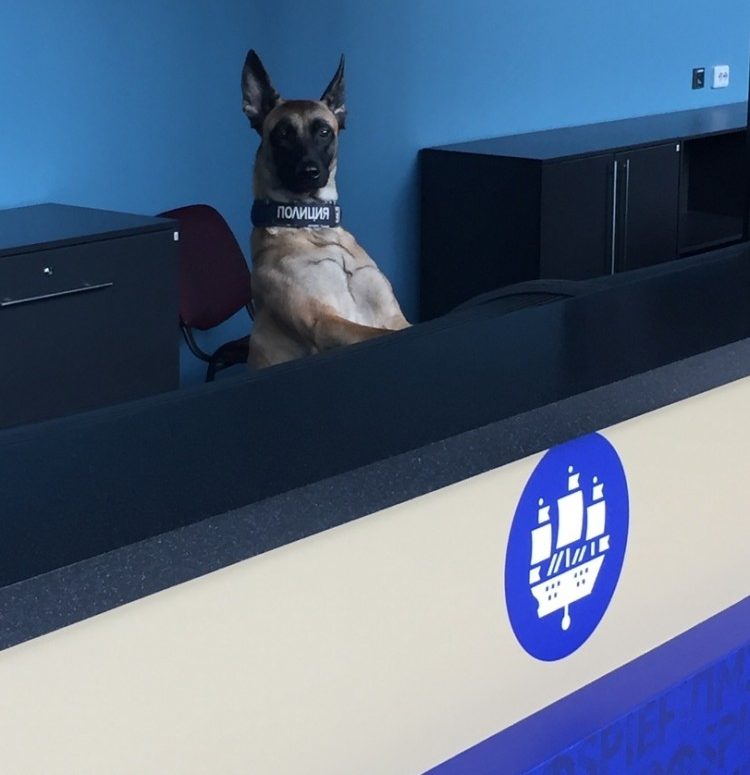 dog at airline counter
