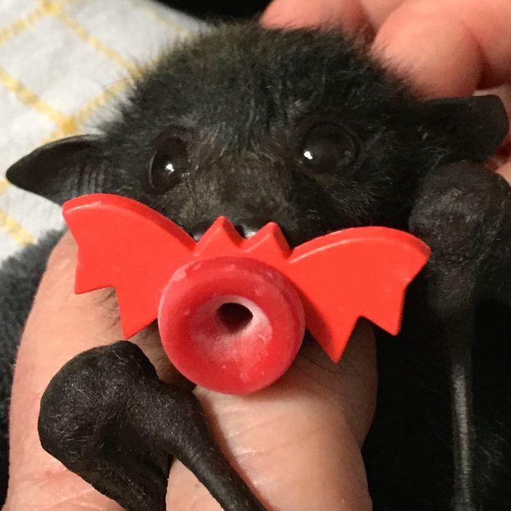 bat with bat-shaped pacifier