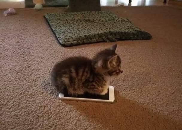 cat sits on mobile device
