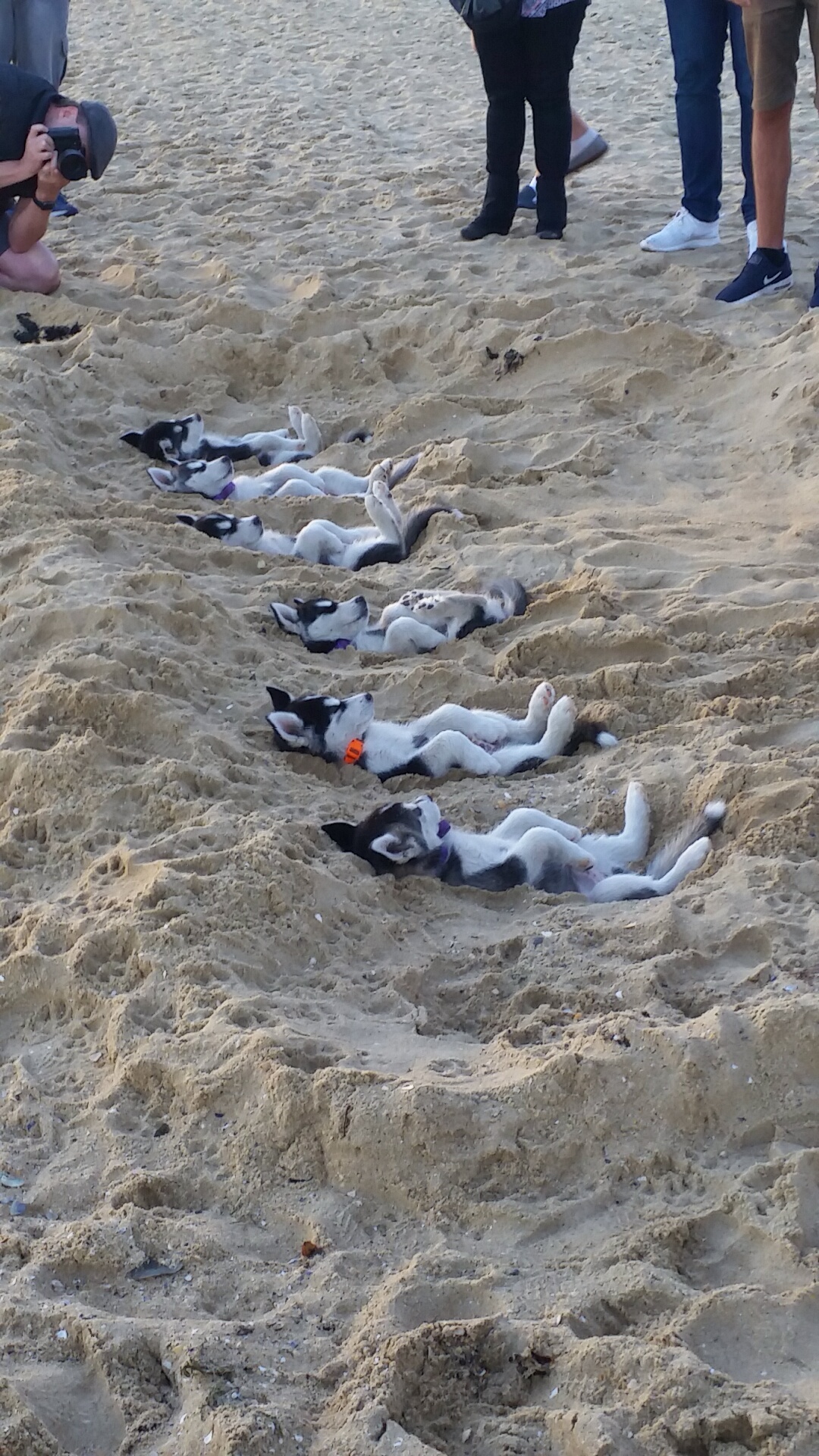 huskies lie on sand