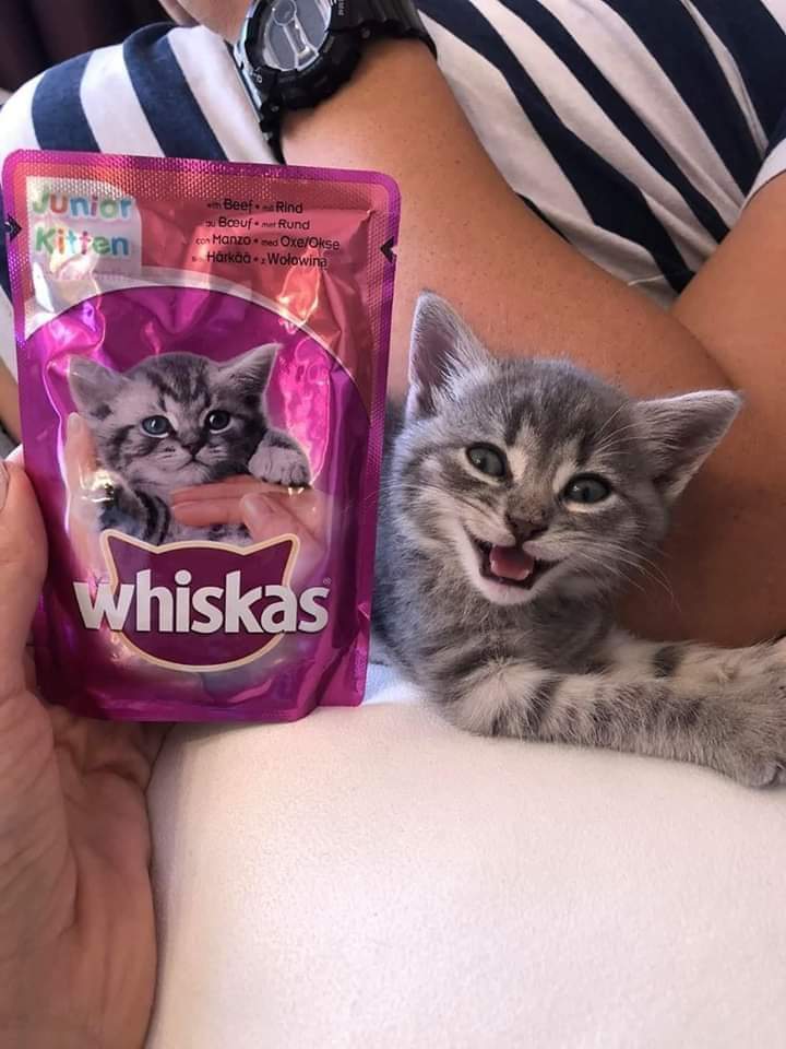 cat looks like cat on whiskas package