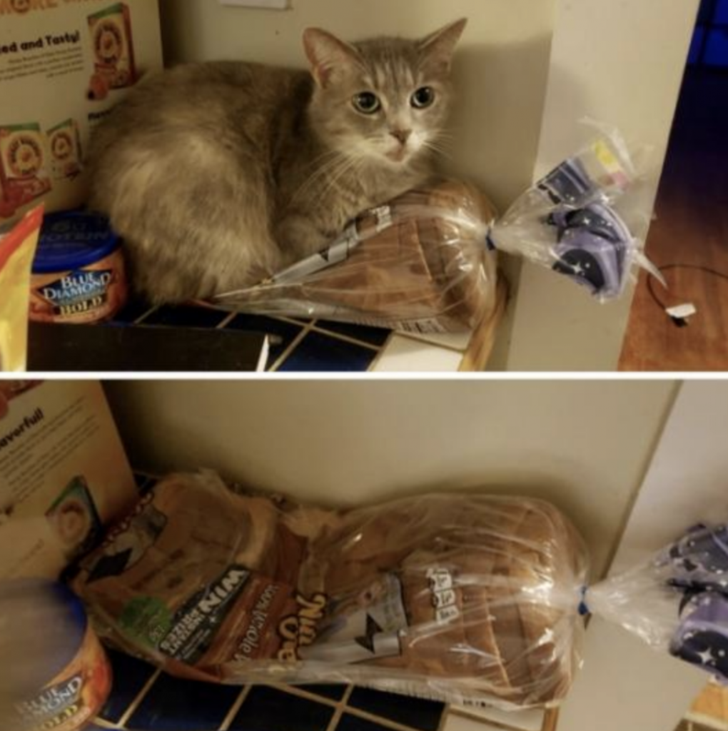 cat on bread