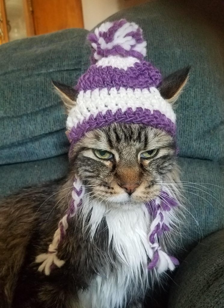 cat in knit cap