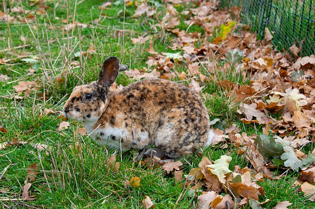 spotted rabbit
