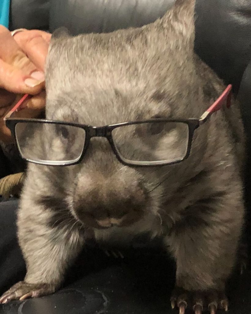 wombat in glasses