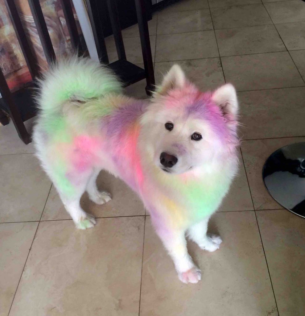 White fluffy dog covered in pastel chalk
