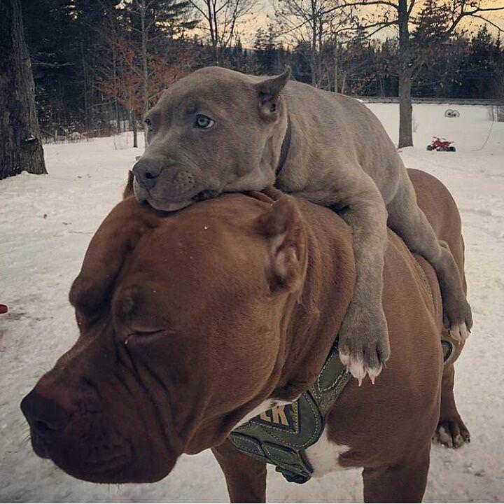 dog-on large-dogs-back