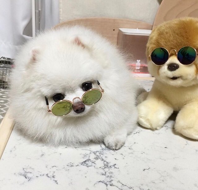 dog and stuffed dog wear sunglasses