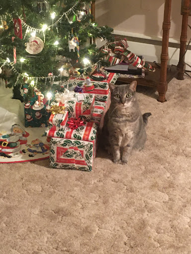 cat and Christmas presents