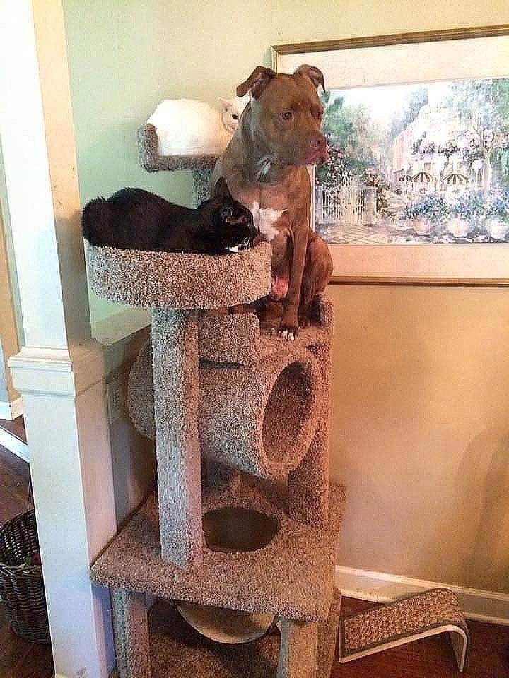 dog and cats on cat tree