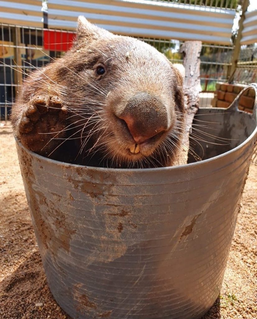 wombat in bucket