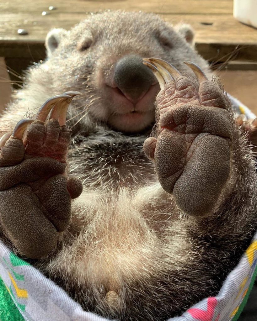 wombat shows feet