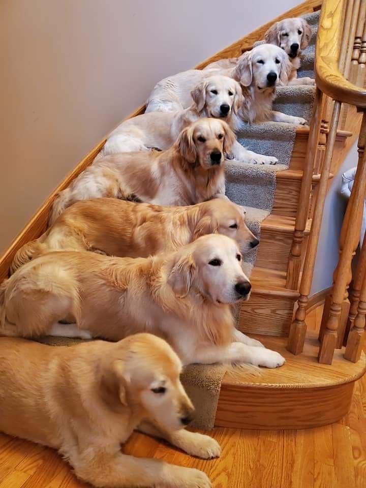 golden retrievers on stairs