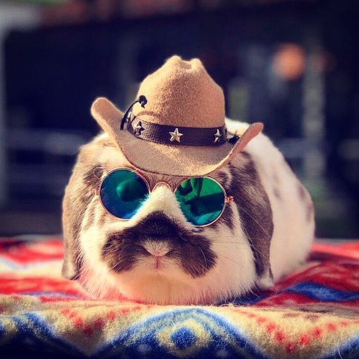 rabbit in sheriff hat and glasses