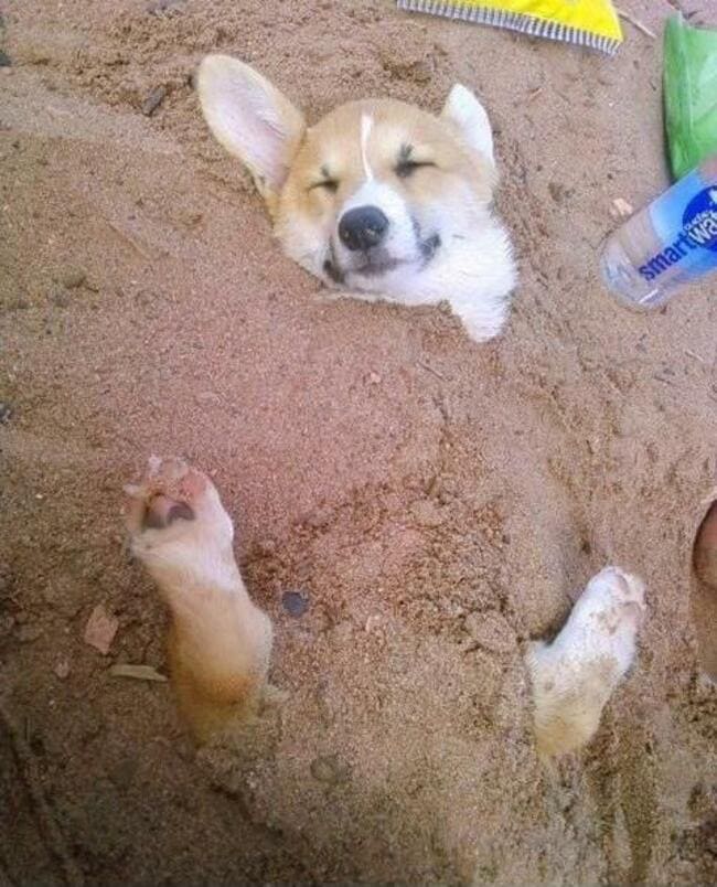 corgi buried in sand