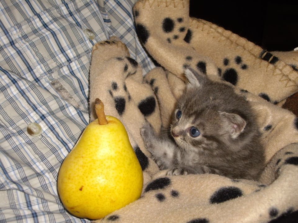 cat looks at pear