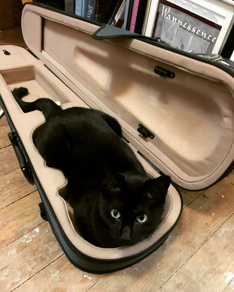 cat in violin case