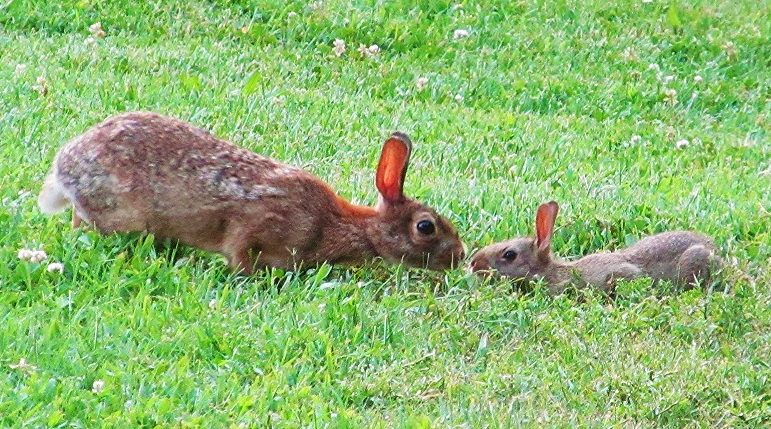 mother and baby rabbit touch noses