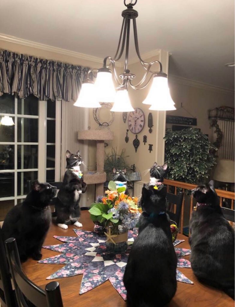 cats look at chandelier