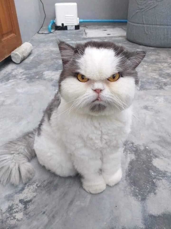 cat with angry expression