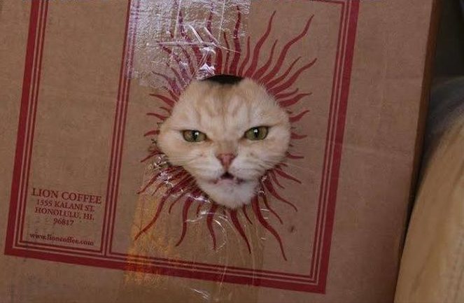 Cat face surrounded by sunburst