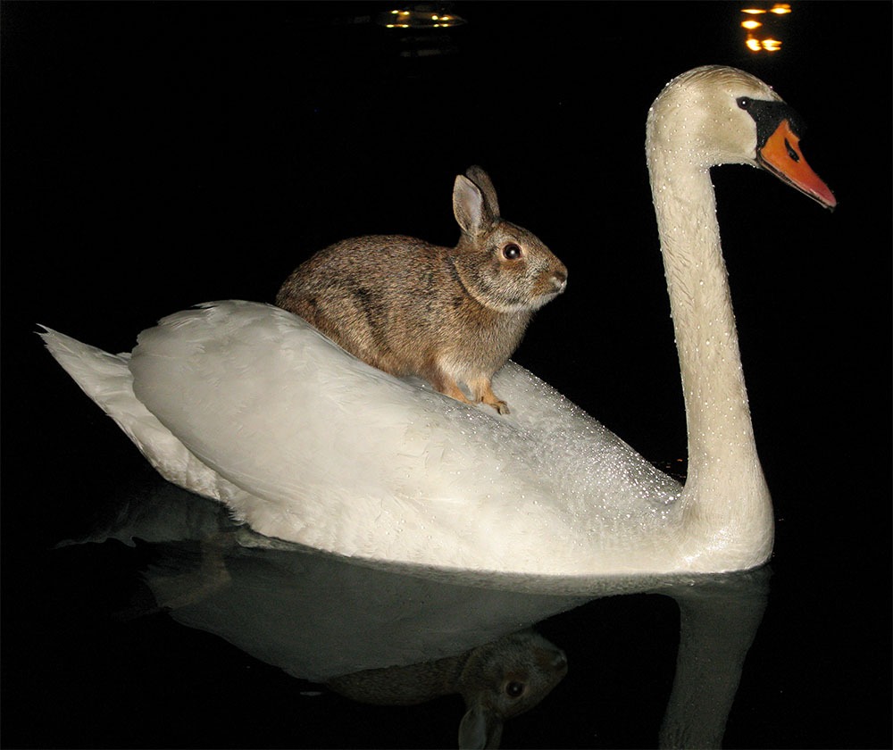 rabbit rides swan