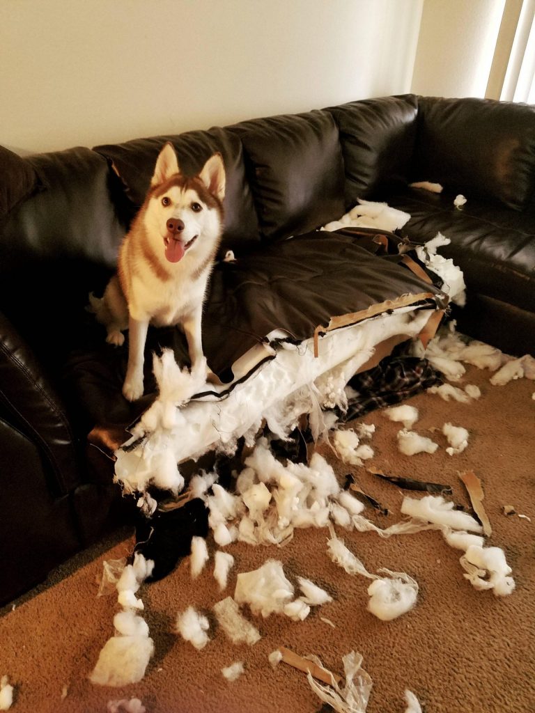 dog ripped open couch
