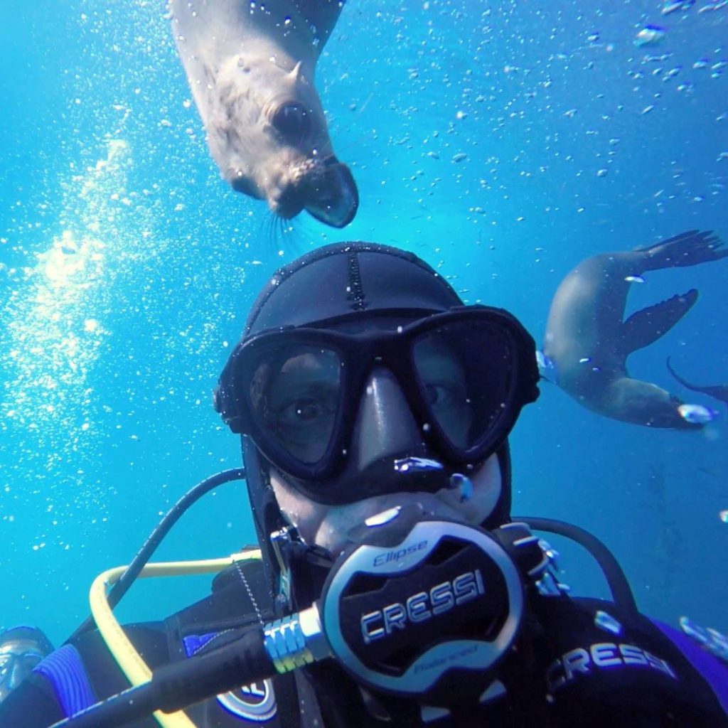 sea lion and diver