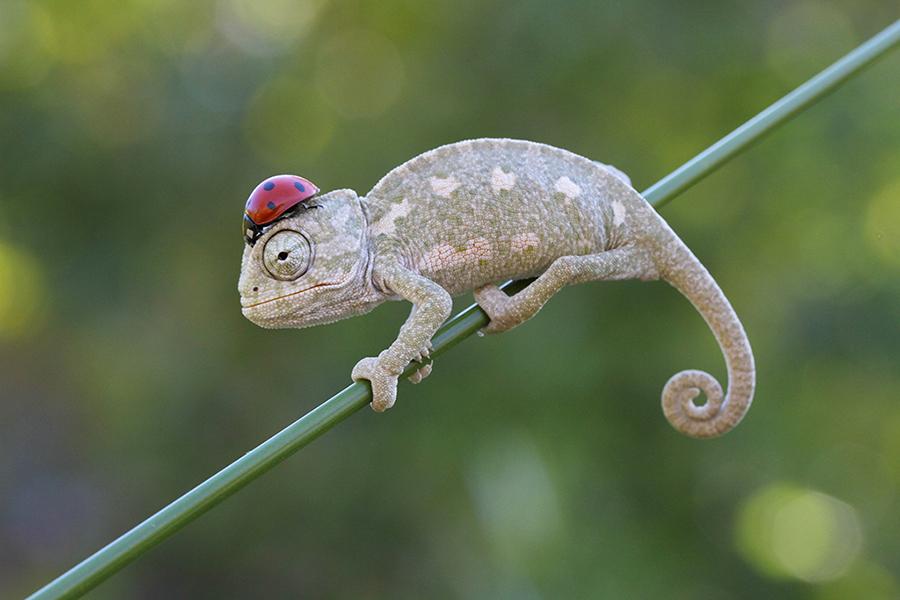 lizard with ladybug on head