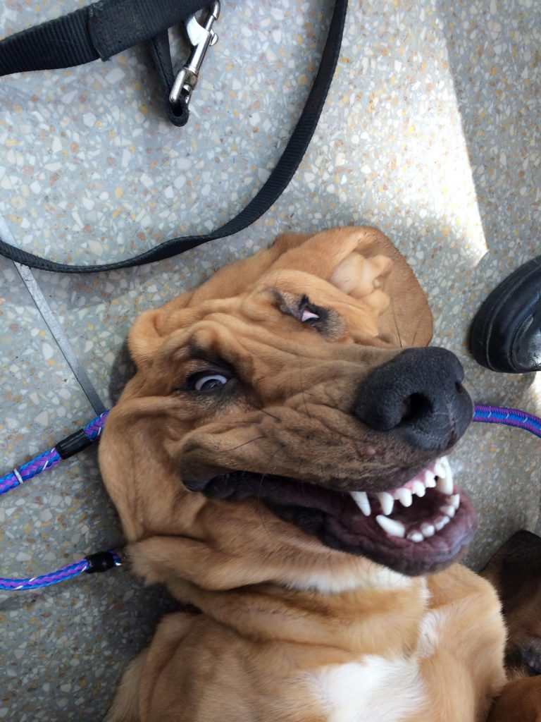 silly grinning dog