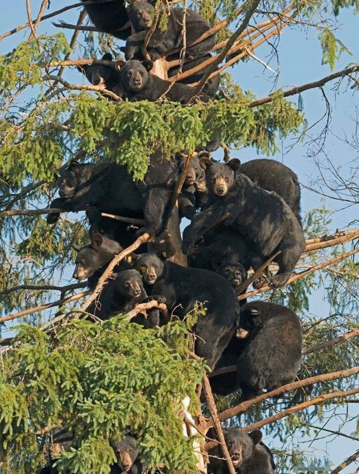 many bears in tree