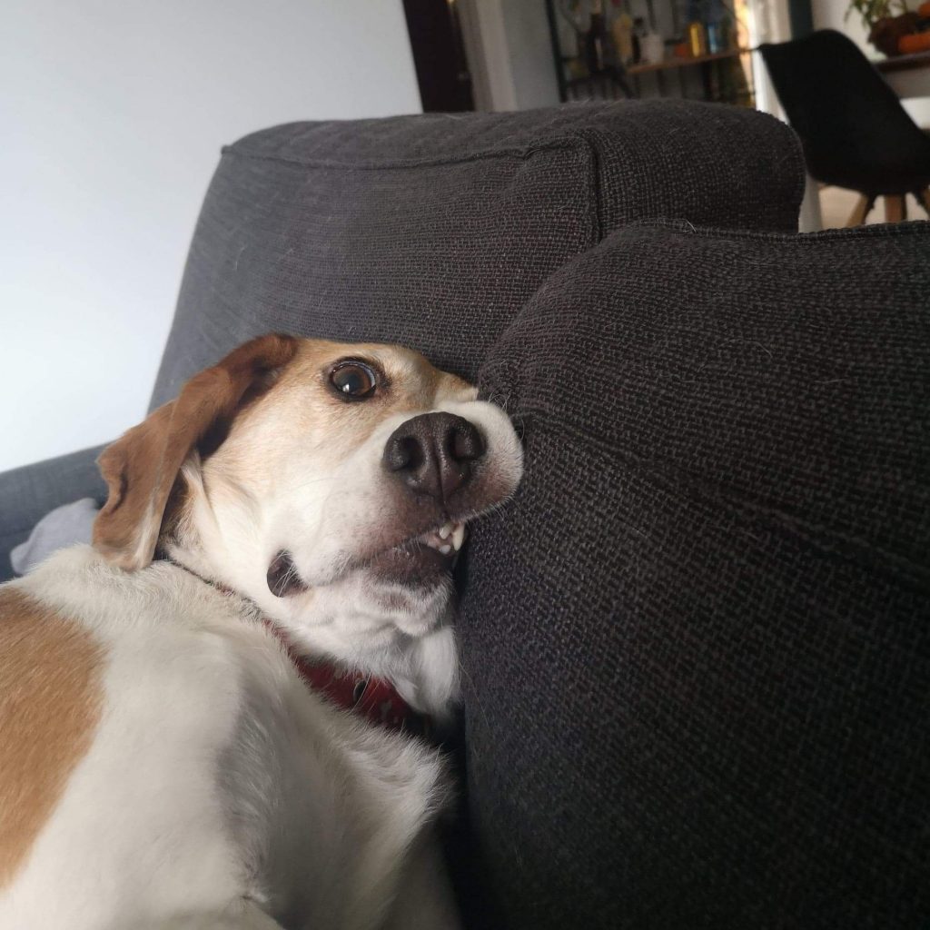 dog leans against couch to create lopsided face