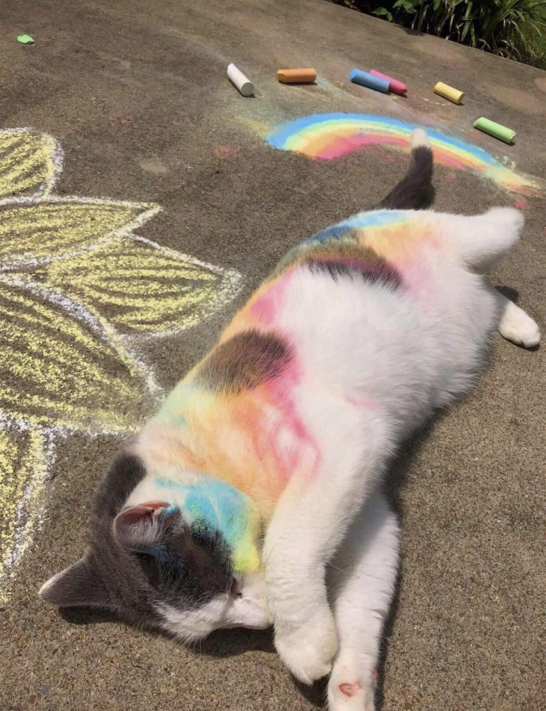 cat with chalk on fur