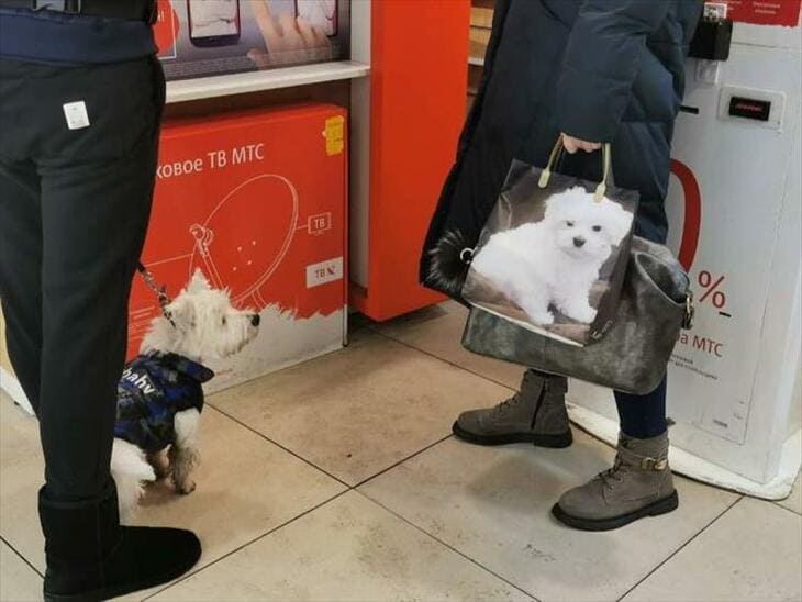 dog looks at picture of dog on bag
