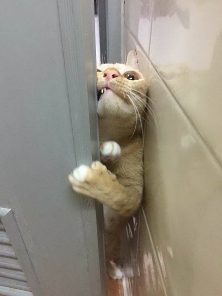 cat stuck in door
