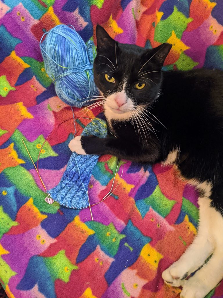 cat and knitting