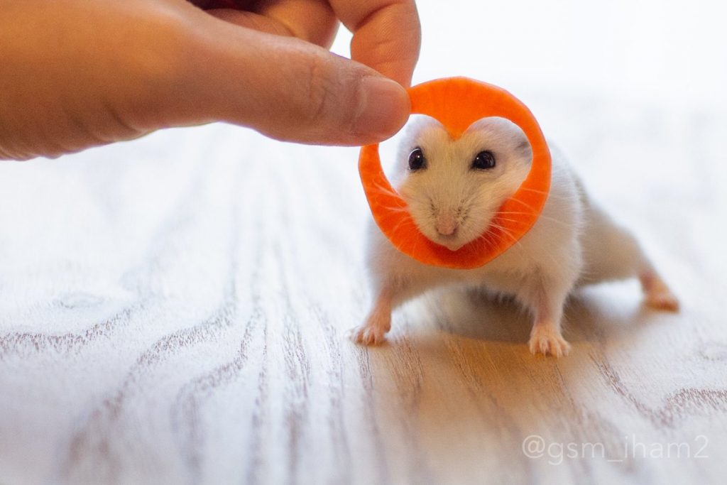 hamster and carrot valentine