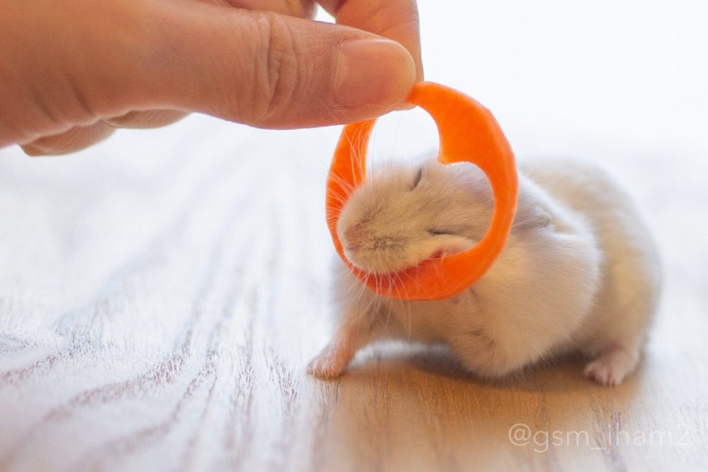 hamster and carrot valentine