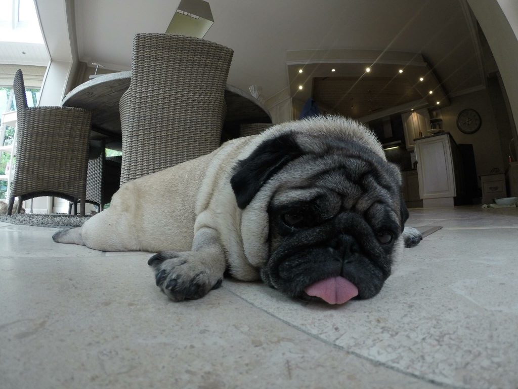 pug dog with tongue out