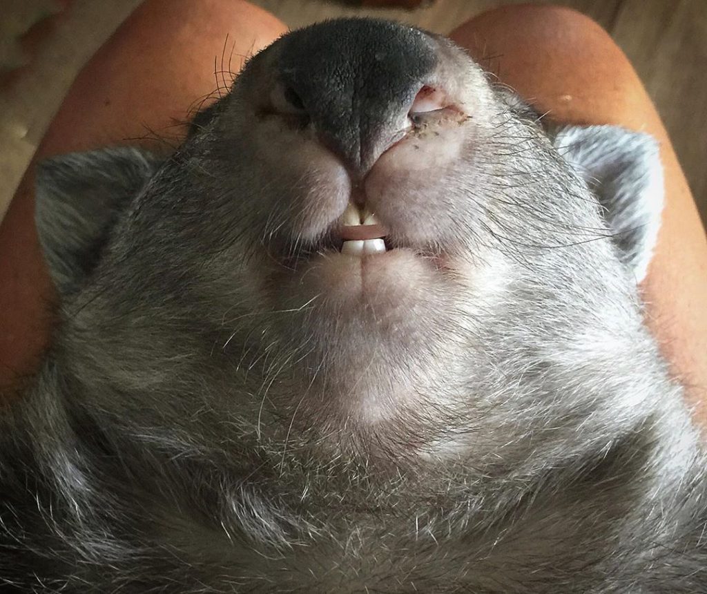 wombat teeth