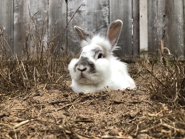 rabbit peeks out of hole in ground