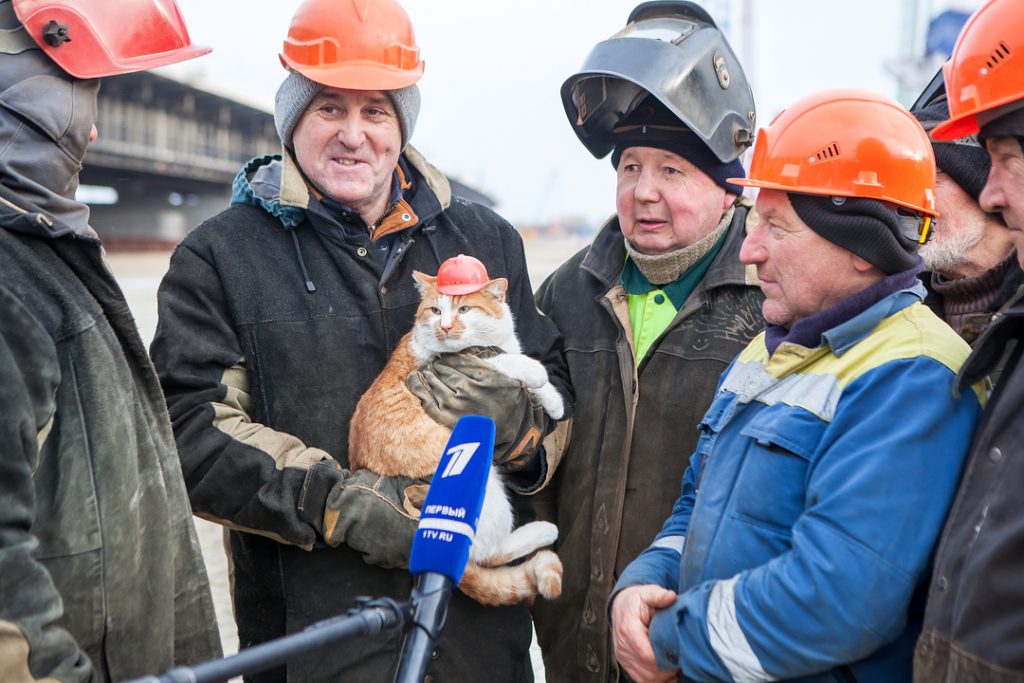 cat and men in hard hats