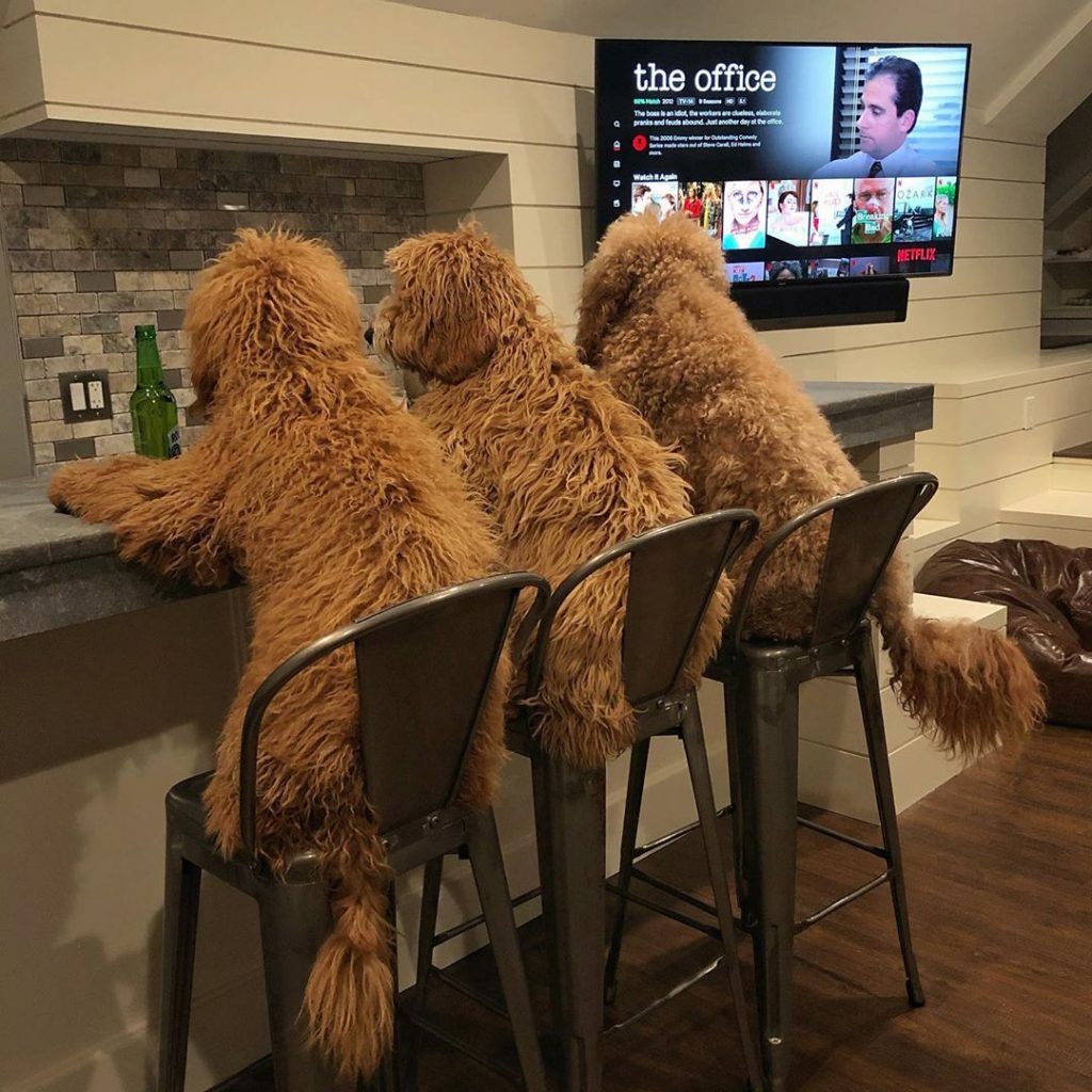 dogs at bar