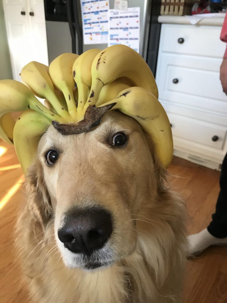 dog wears bananas on head