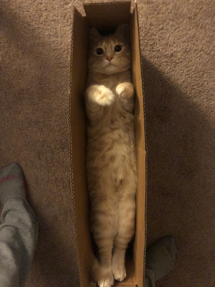 cat in slim box