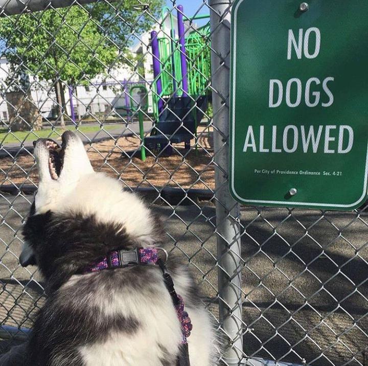 dog laughs at sign