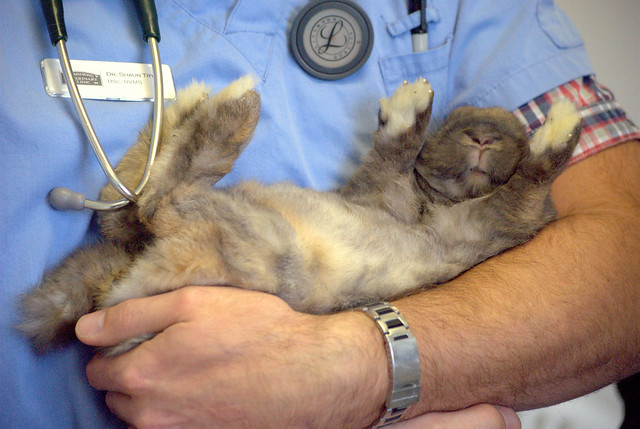 rabbit held in veterinarians arm